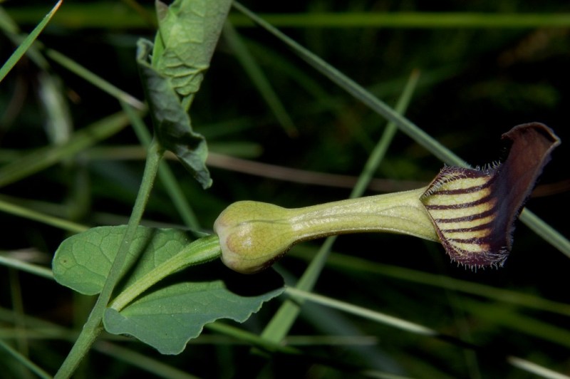 Aristolochia rotunda ssp. insularis / Aristolochia rotonda